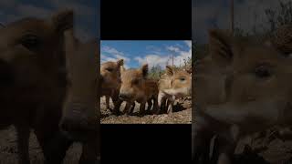 Watch the cutest Tumble -Funny  Piglets Play