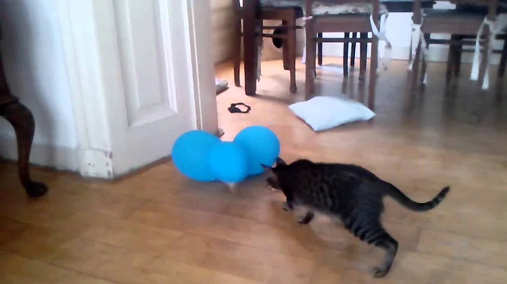 Video 1543881: oriental shorthair cat playing