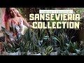 Jewelyn's Collective: Sansevieria Collection | July 2019 | ILOVEJEWELYN