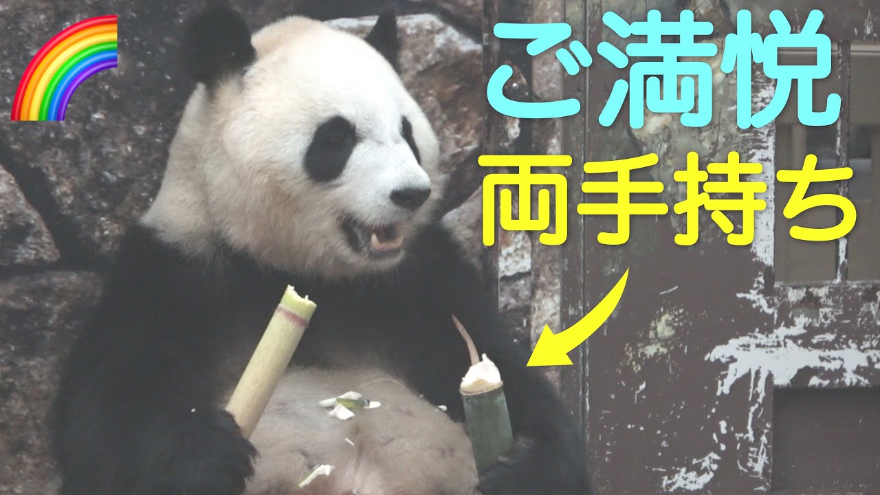 彩浜 両手持ちで若竹堪能タイム むっちり後ろ姿 瞬間フリーズ Saihin Boss ぽめぱん Pandachannelbypomeranianfilm Youtube