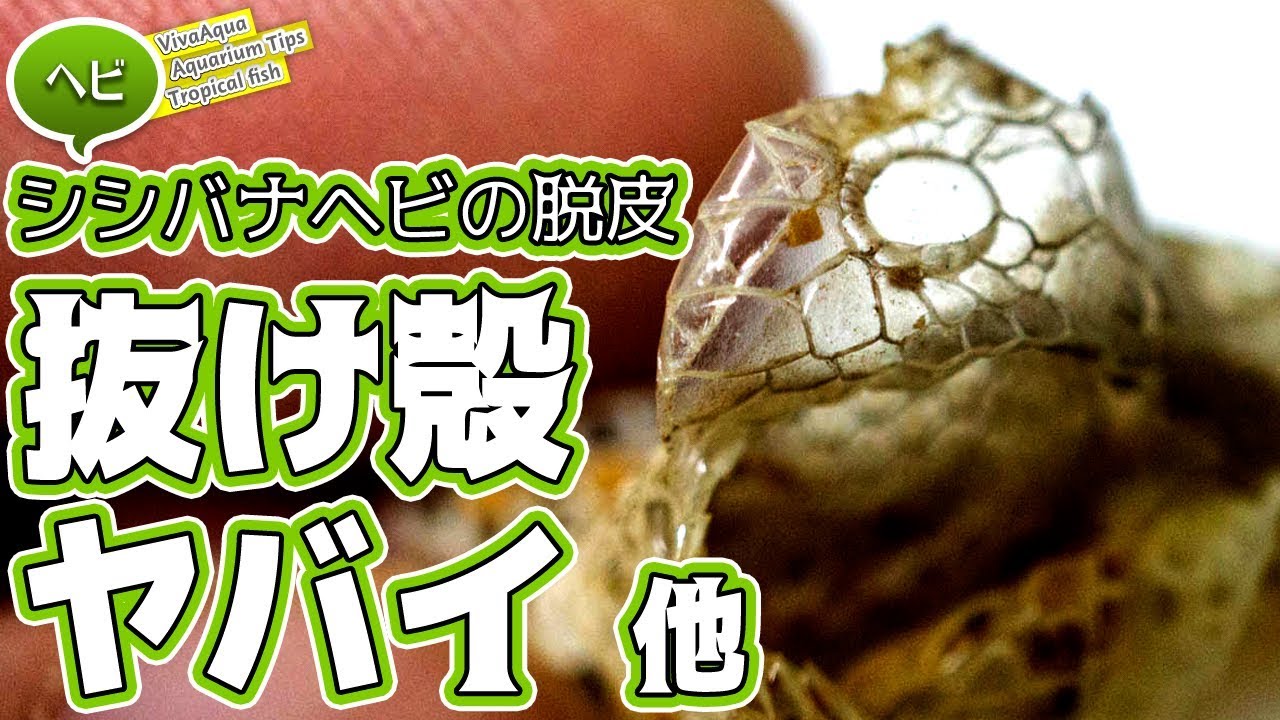 セイブシシバナヘビ の脱皮 上手に抜け殻脱げたかな 【ビバアクア