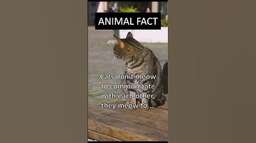 The Secret Language of Cats: Why Do They Meow? #shorts #facts #animals #cats #catfacts #meow