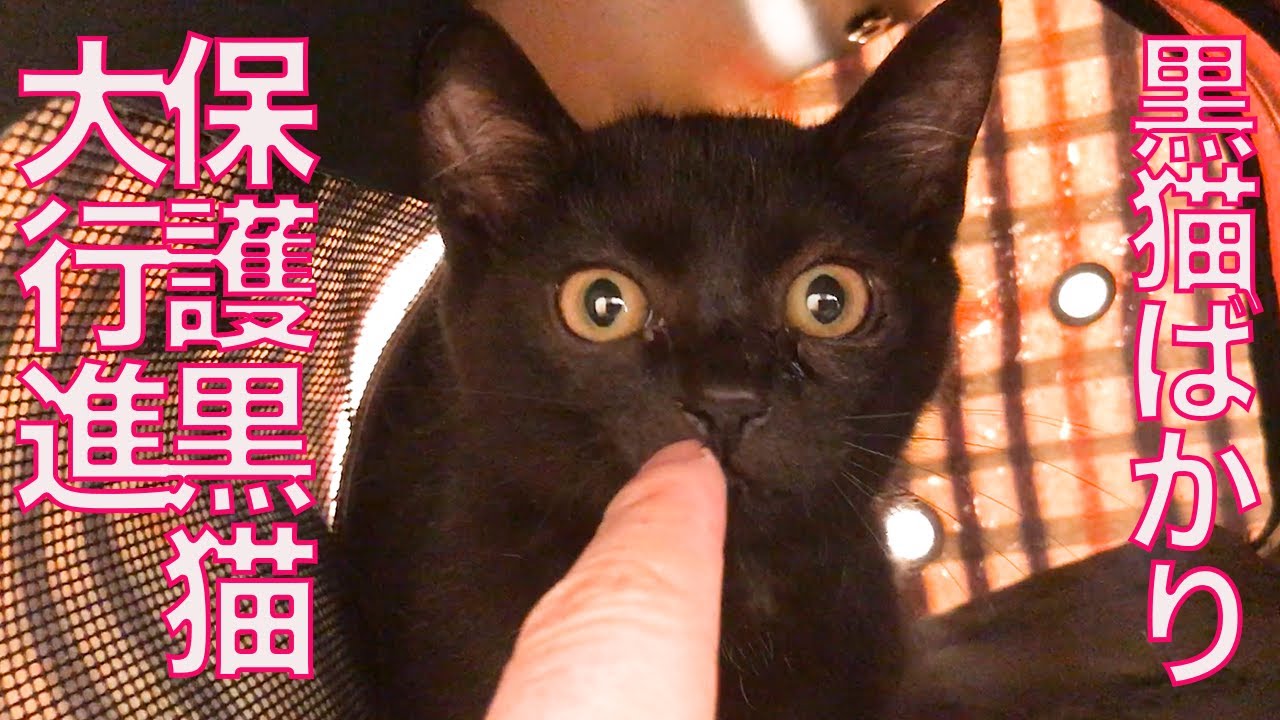 黒い保護子猫たち、一つ屋根の下の交差する縁 My 8 rescued black
