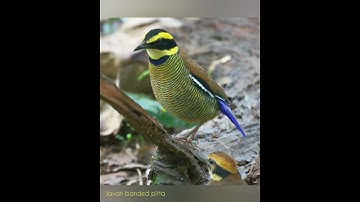 WeekEnd Birding at Carita Forest - Javan Banded Pitta