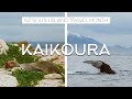 KAIKOURA: WHALE WATCHING, SEAL COLONY, CAR MUSEUM /// NEW ZEALAND TRAVEL VLOG