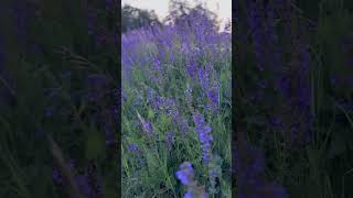 Making LavenderHydrosol DIY #skintips #natural #hautpflege