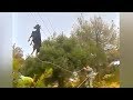 Goat on a Power Line by Ozzy Man Reviews