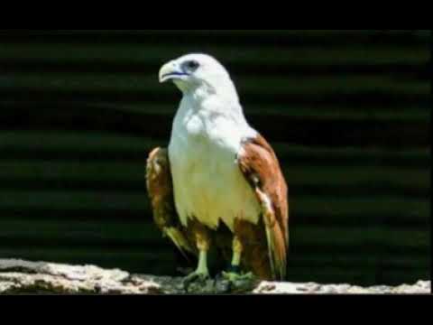 SUARA BURUNG ELANG untuk masteran BURUNG LAPANGAN JUARA