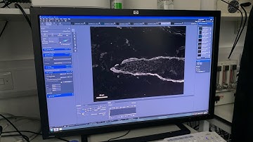 Exporting microscope images from Zen