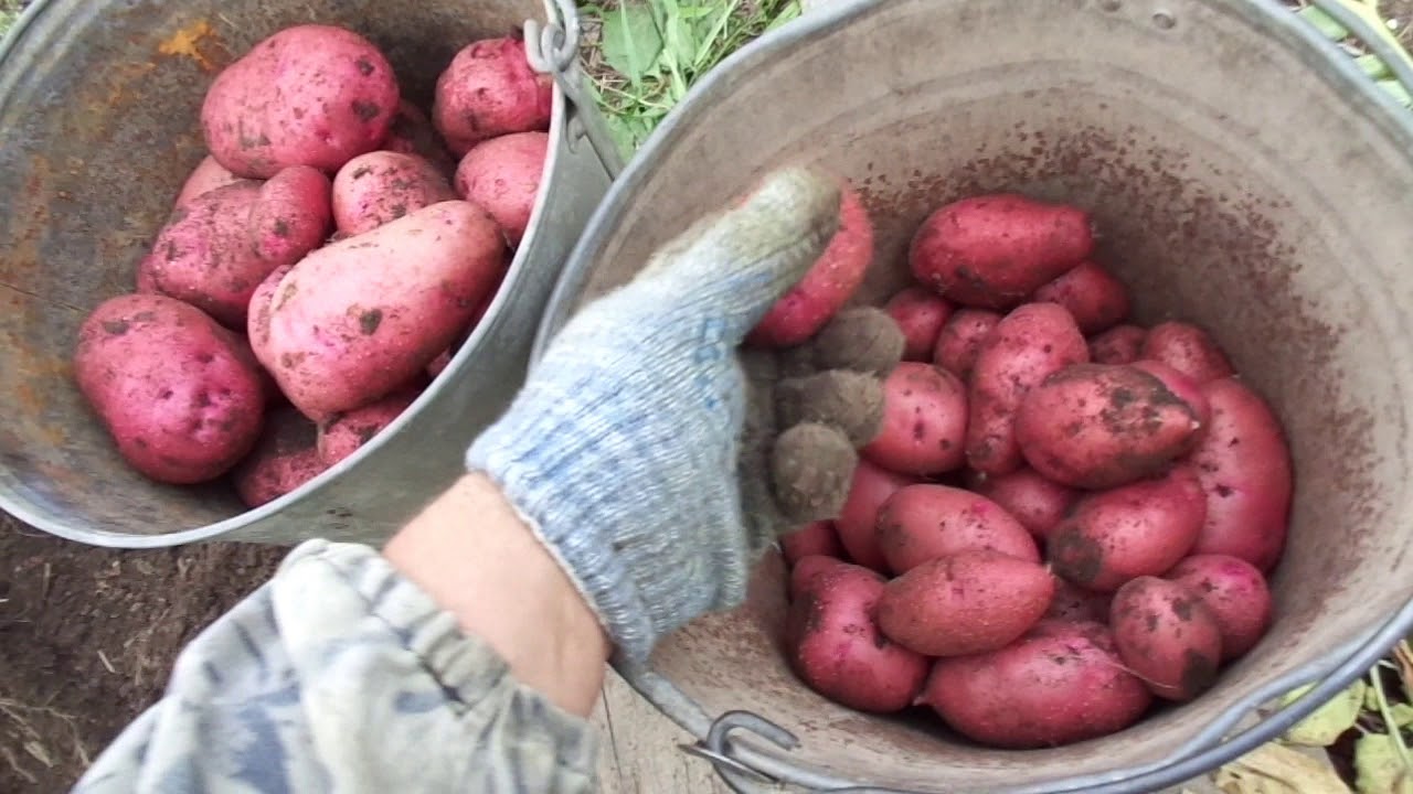 Картофель розара описание сорта характеристика