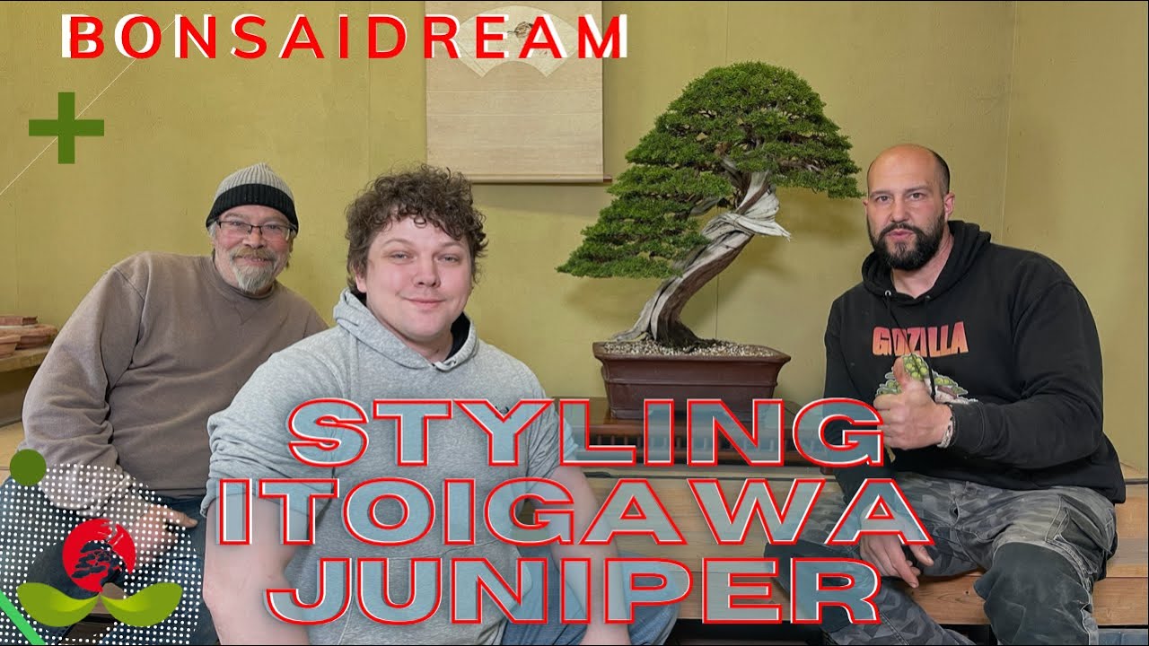 Styling Itoigawa Juniper