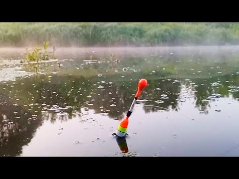 Видео: Рыбалка на поплавок с кормушкой в ОСЁНКАХ