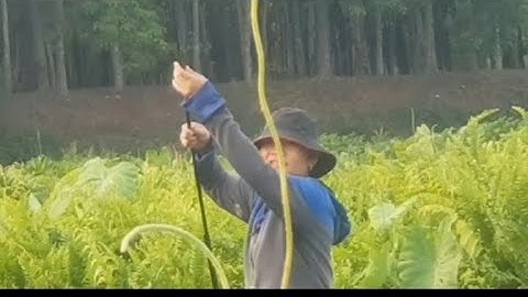 Câu cá sặc rằn bình dương cùng nữ cao thủ @TAMCARO