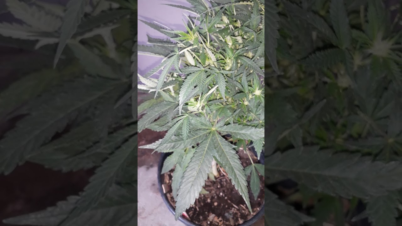 New strain White Widow Strawberry hybrid