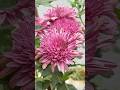 Queen of the Season #crysanthemum #shortsfeed #garden #shorts