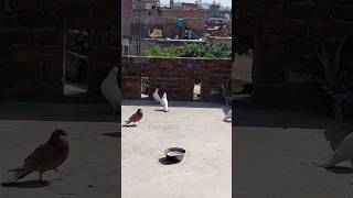 🕊👍pigeon #kabootar #video #shortvideo #viralvideo #trendingshorts #youtubevideo