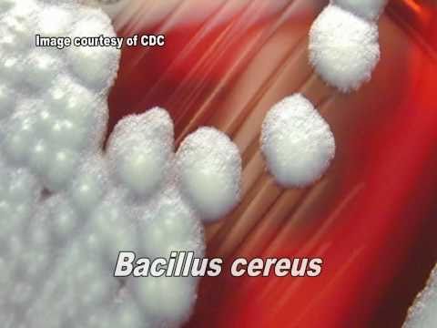 Video: Het Bacillus cereus kapsules?
