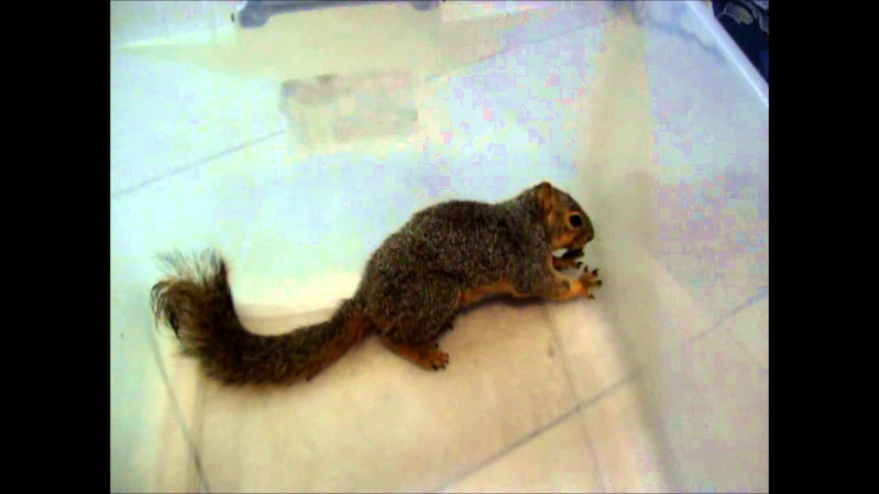 Head Trauma Squirrel Wichita Falls Reptile Rescue YouTube