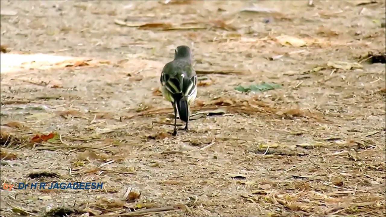 GREY WAGTAIL