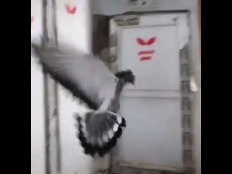 حمام تركي قلاب   