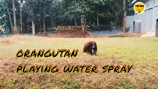 orangutan playing waterspray | orangutan main air |