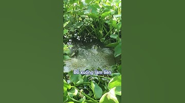 Câu cá rô đồng bỏ xuống ăn liền/// @chuachactv