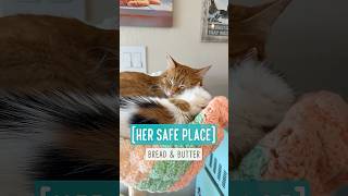 Buttercup's Safe Place 💕 I wasn’t exaggerating when I said Buttercup likes to be buried 😁