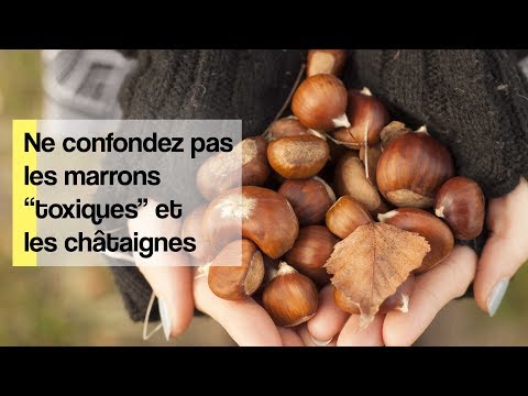 Attention à ne pas confondre marrons et châtaignes!