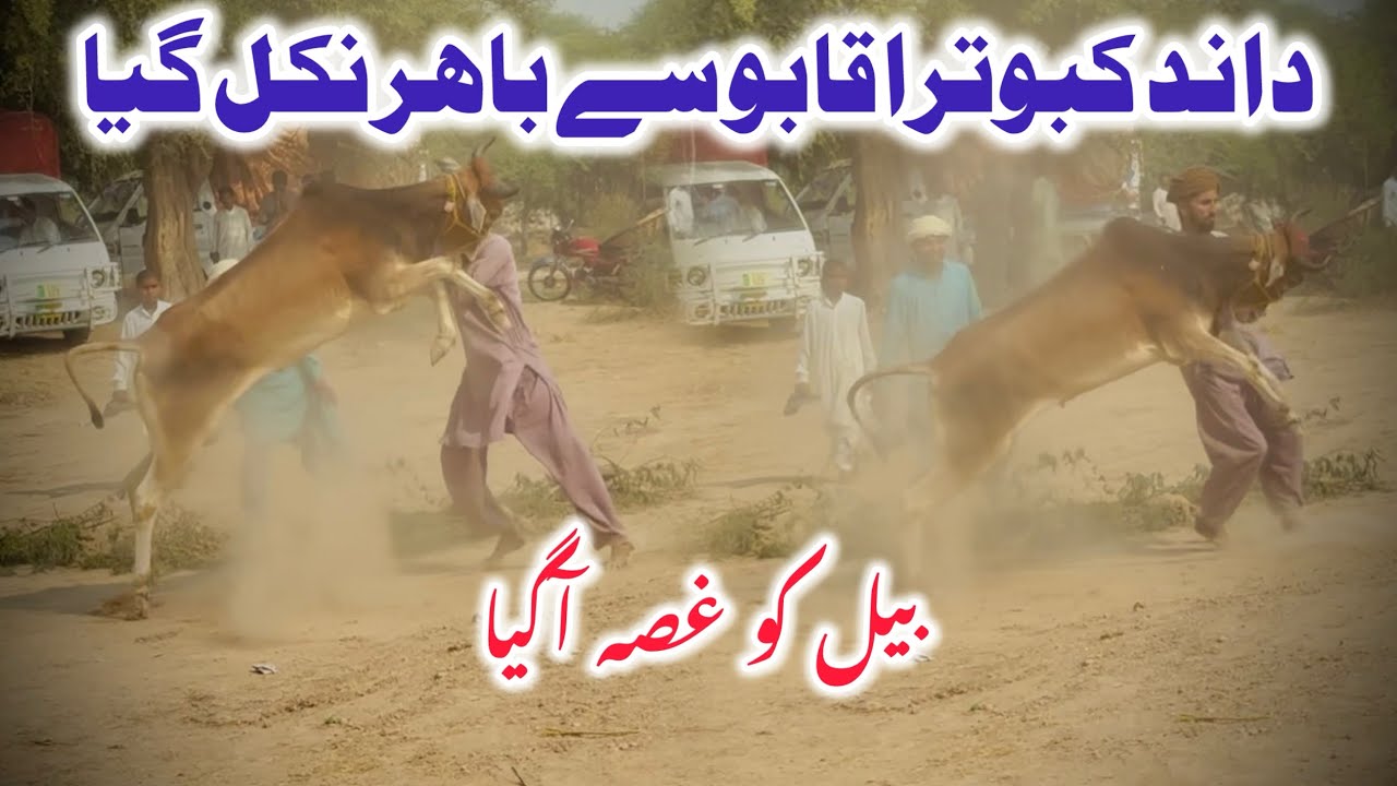 New Bull Race Punjab Pakistan Bail Kabu Say￼ Bahar Nikal Gaya بیل کو غصہ آگیا میدان میں
