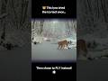 😹 This lynx tried the ice test once.. then chose to FLY instead! #shorts #animal #nature #viral #fyp