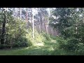 Waldstimmen / Forest voices (part 3)