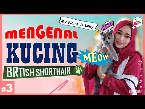 Video: Kucing British Shorthair: Deskripsi Ras, Kemungkinan Warna, Perilaku Dan Perawatan, Pilihan Anak Kucing, Apa Yang Disebut British