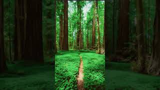 focus on these images and try to shift. #therian #therianthropy #fypシ #shift #shifting #meditation