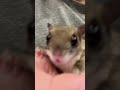 Cute Flying squirrel on hand #cute #cute #squirrel #flyingsquirrels #sugerglider #rodents #rodent