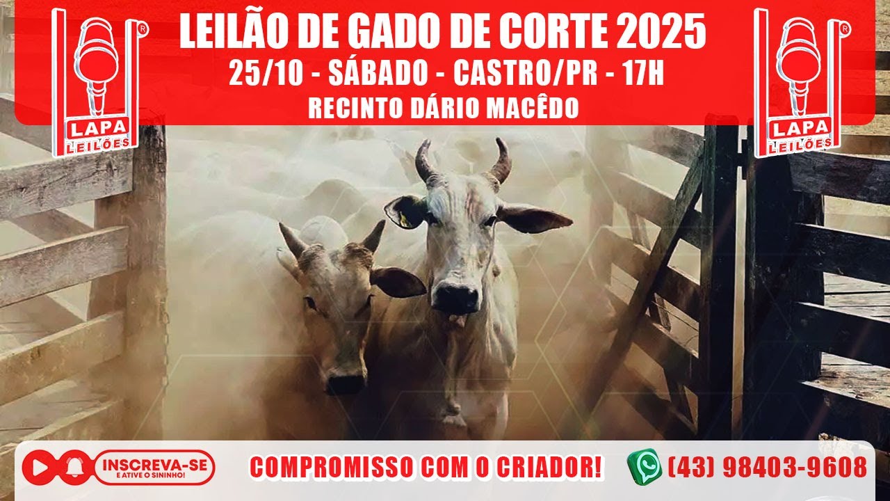 LAPA LEILÕES - LEILÃO GADO DE CORTE - SÁBADO - 25/10/2025 - 17h - CASTRO/PR