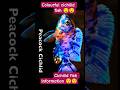 cichilid fish information II cichilid fish care II cichilids#shorts #short #viral #shortsfeed