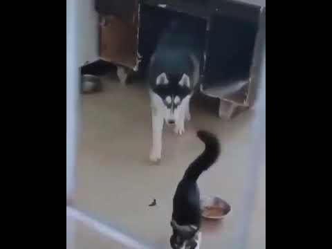 Kedi köpeği madara ediyor :)