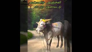Mittur Thenavattu Old Legendmiss U Don