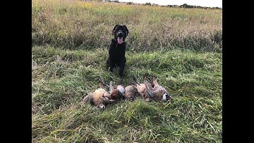 Hawk the Pointing Labrador First Pheasant Hunt