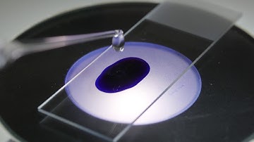 How to make a whole mount slide preparation