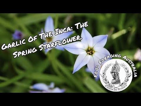 Garlic of the Inca: The Spring Starflower (Ipheion Uniflorum)