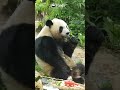 Jian Jian's Exclusive Birthday Feast | iPanda #shorts