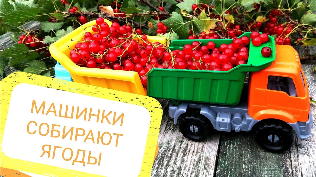Машина с арбузами