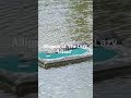 Alligator at The Lazy Lizard...April 22nd 2026 1:59 pm