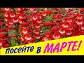 ПОСЕЙТЕ эти ЦВЕТЫ в МАРТЕ!/КОНКУРС!/Елена Мир Семян и Цветов