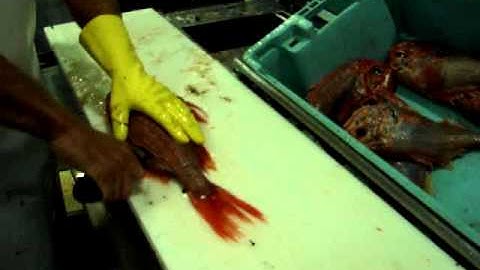 Filleting Orange Roughy - by Dean Grooby Knifetechnz Ltd