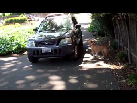 Off Leash Dog Training with E-Collar in San Leandro, CA ...