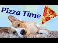 Pizza time  topi the corgi