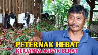 Harusnya Seperti ini, Ternak Kambing Jumlah Banyak Tapi Masih Bisa Kerja Yang Lain