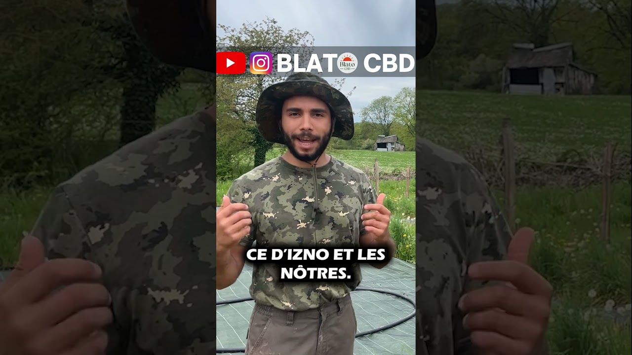 Rencontre avec un cannabiculteur Français ! 